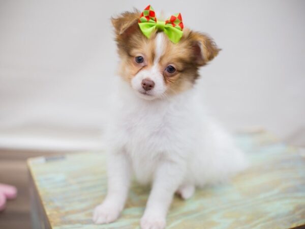 Chipom-DOG-Female-Red and White-13799-Petland Wichita, Kansas