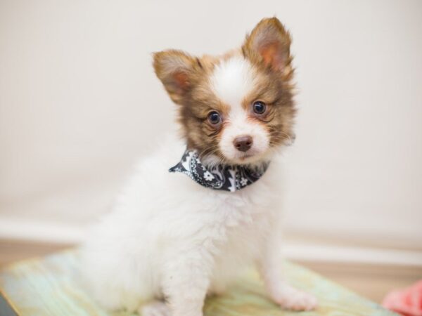 Chipom DOG Male Red and White 13798 Petland Wichita, Kansas