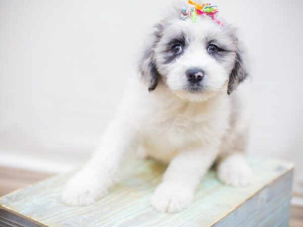 Aussiedoodle-DOG-Female-Blue Merle-13795-Petland Wichita, Kansas