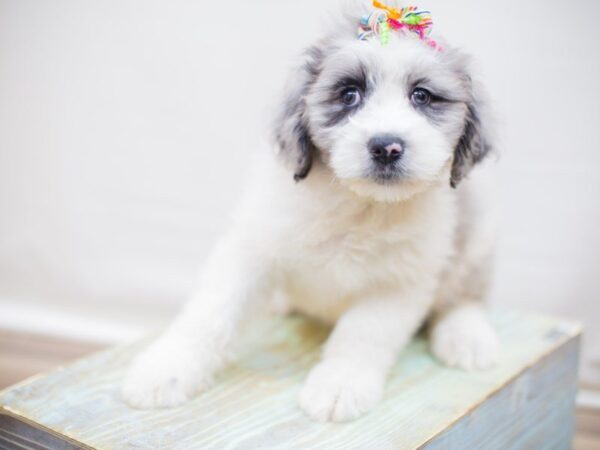 Aussiedoodle DOG Female Blue Merle 13795 Petland Wichita, Kansas