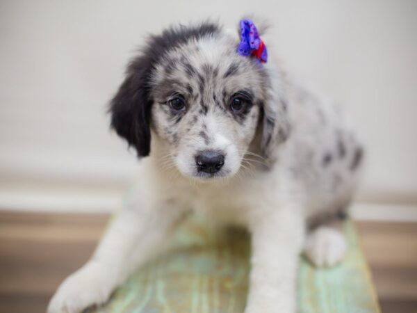 Aussiedoodle DOG Female Blue Merle 13794 Petland Wichita, Kansas