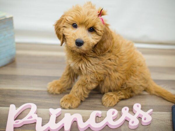 Miniature Goldendoodle DOG Female Red 13793 Petland Wichita, Kansas