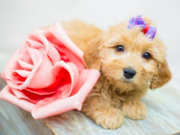 Miniature Goldendoodle DOG Female Red 13792 Petland Wichita, Kansas