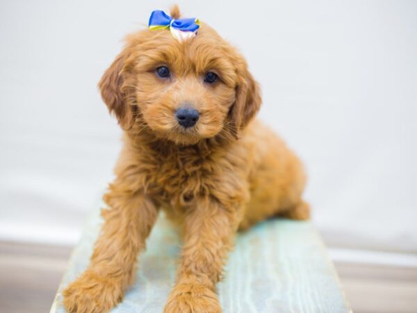 Miniature Goldendoodle DOG Female Red 13791 Petland Wichita, Kansas