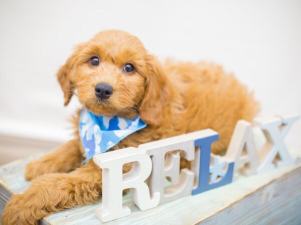 Miniature Goldendoodle DOG Male Red 13790 Petland Wichita, Kansas