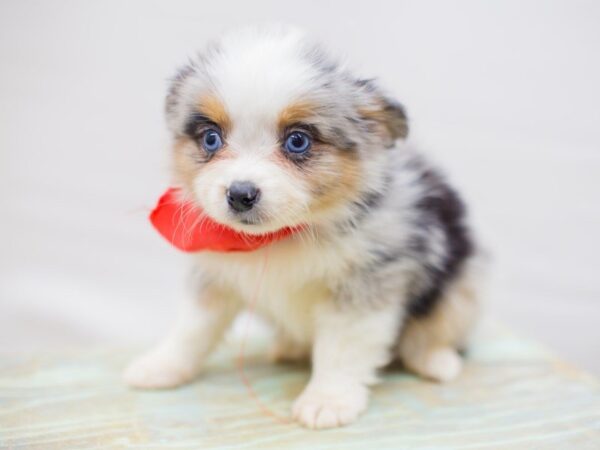 Miniature Australian Shepherd-DOG-Male-BLUE MERLE-13789-Petland Wichita, Kansas
