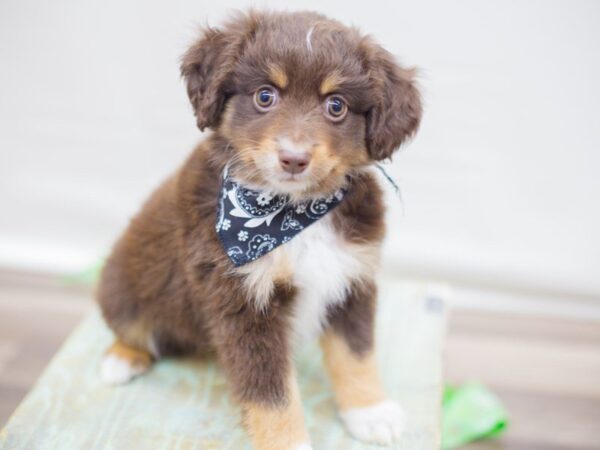 Toy Australian Shepherd DOG Male Red Tri 13785 Petland Wichita, Kansas