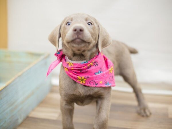 Labrador Retriever-DOG-Female-Silver-13784-Petland Wichita, Kansas