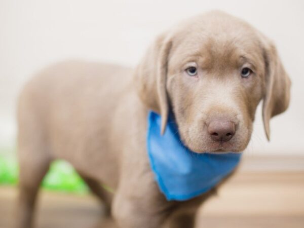 Labrador Retriever DOG Female Silver 13783 Petland Wichita, Kansas