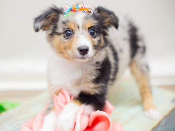 Toy Australian Shepherd DOG Female Blue merle 13787 Petland Wichita, Kansas