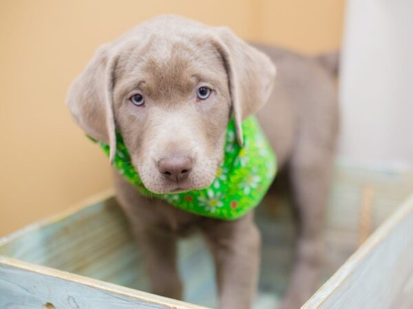 Labrador Retriever-DOG-Male-Silver-13782-Petland Wichita, Kansas