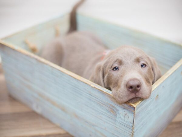 Labrador Retriever-DOG-Male-Silver-13781-Petland Wichita, Kansas