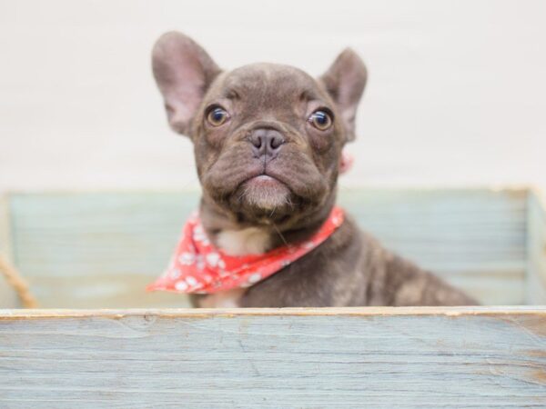 French Bulldog DOG Male Brindle 13827 Petland Wichita, Kansas