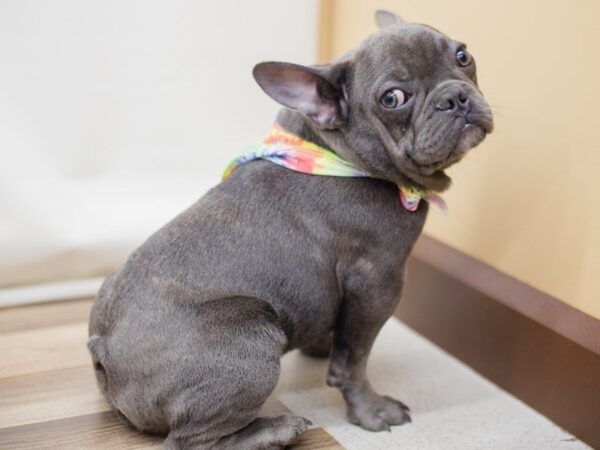 French Bulldog DOG Male Blue 13828 Petland Wichita, Kansas