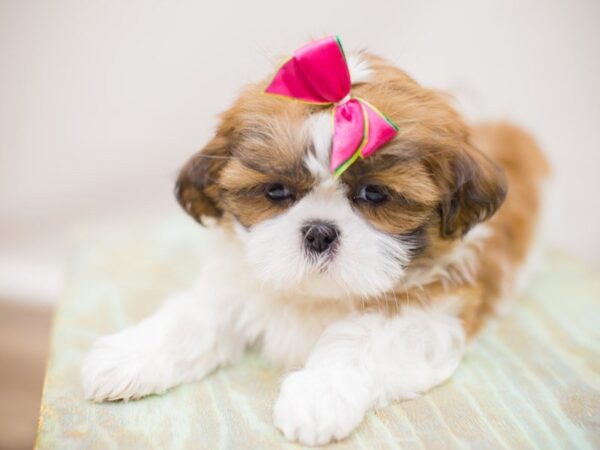 Shih Tzu DOG Female Gold and White 13797 Petland Wichita, Kansas