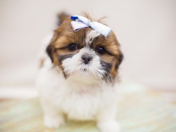 Shih Tzu DOG Female Gold and White 13796 Petland Wichita, Kansas