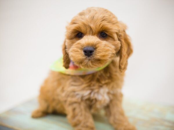 Cock A Poo-DOG-Male--13833-Petland Wichita, Kansas