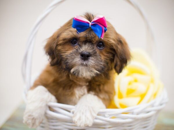 Lhasa Apso-DOG-Female--13832-Petland Wichita, Kansas