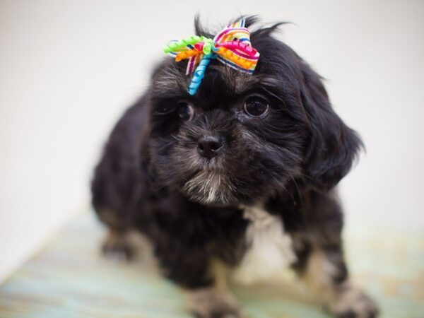 Lhasa Apso-DOG-Female--13831-Petland Wichita, Kansas