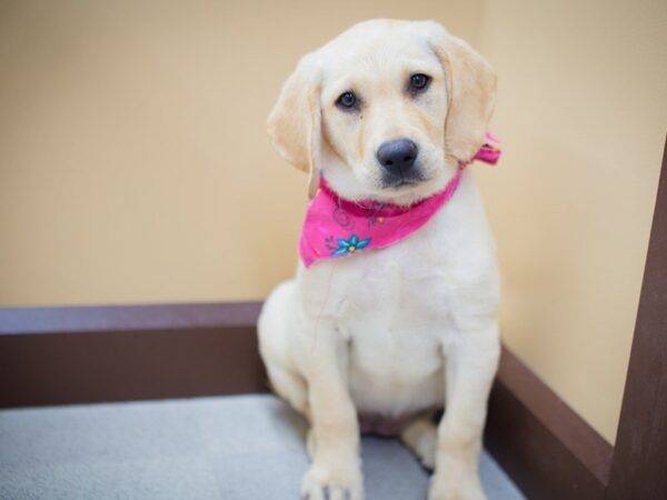 Labrador Retriever DOG Female Yellow 13830 Petland Wichita, Kansas