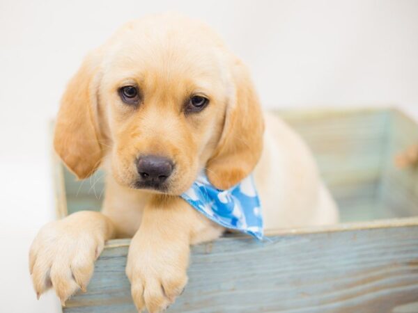 Labrador Retriever-DOG-Male-Yellow-13829-Petland Wichita, Kansas