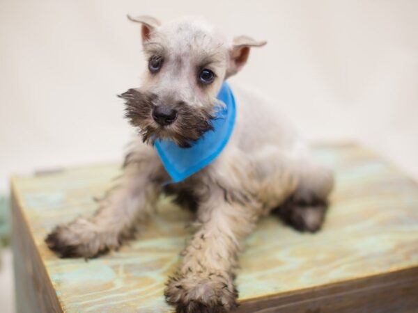 Miniature Schnauzer DOG Male Salt & Pepper 13866 Petland Wichita, Kansas