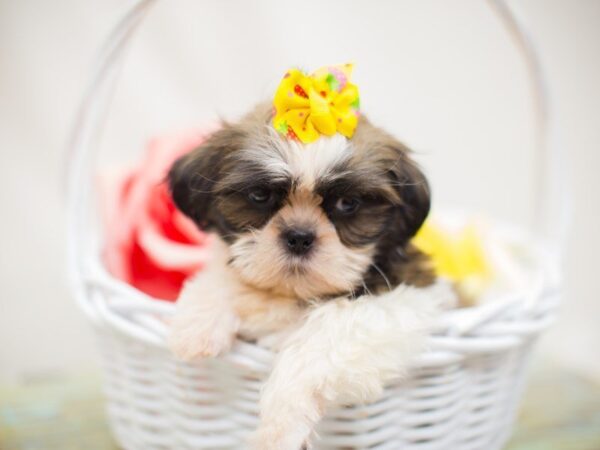 Shih Tzu DOG Female Brown & White 13865 Petland Wichita, Kansas