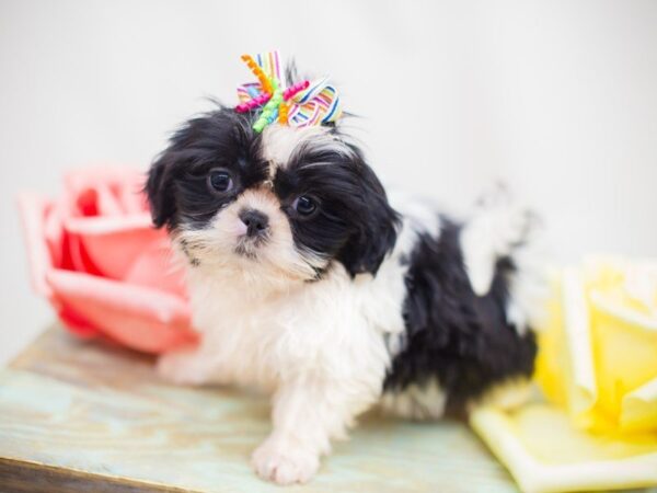 Shih Tzu DOG Female Black & White 13864 Petland Wichita, Kansas