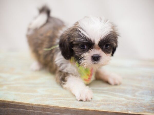 Shih Tzu DOG Male Brown & White 13863 Petland Wichita, Kansas