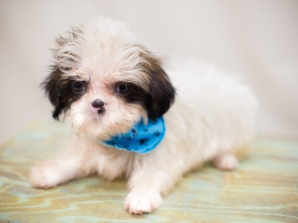 Shih Tzu-DOG-Male-Gold and White-13862-Petland Wichita, Kansas