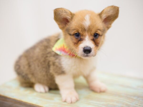 Pembroke Welsh Corgi-DOG-Male-Sable and White-13861-Petland Wichita, Kansas
