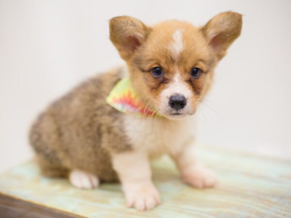 Pembroke Welsh Corgi DOG Male Sable and White 13861 Petland Wichita, Kansas