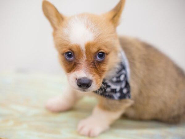 Pembroke Welsh Corgi DOG Male Sable and White 13860 Petland Wichita, Kansas