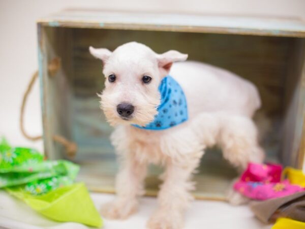 Miniature Schnauzer DOG Male White 13859 Petland Wichita, Kansas