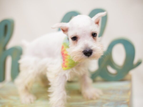 Miniature Schnauzer-DOG-Male-White-13858-Petland Wichita, Kansas