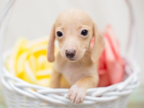 Miniature Dachshund-DOG-Female-Cream-13857-Petland Wichita, Kansas