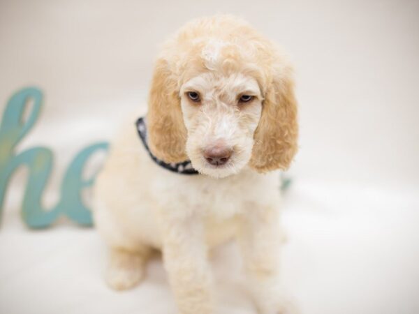 Standard Poodle DOG Male CREAM & WHITE 13855 Petland Wichita, Kansas