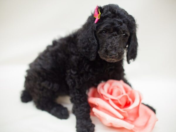 Standard Poodle DOG Female Blue w/white abstract 13854 Petland Wichita, Kansas