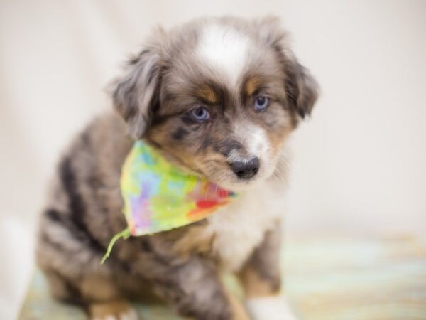 Miniature Australian Shepherd DOG Male BLUE MERLE 13853 Petland Wichita, Kansas