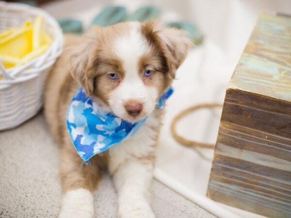 Miniature Australian Shepherd-DOG-Male-RED MERLE-13852-Petland Wichita, Kansas