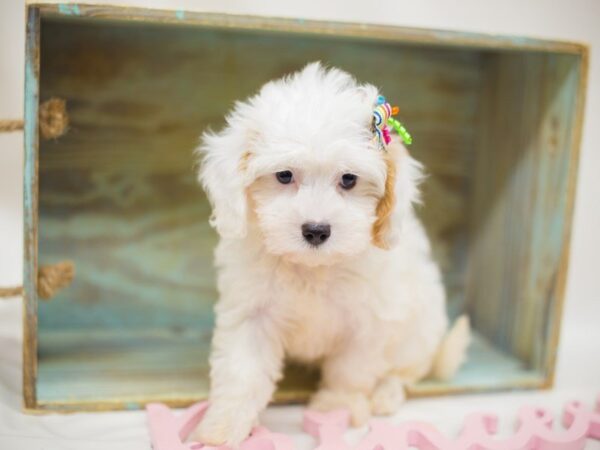 Cavapoo DOG Female White with Cream 13851 Petland Wichita, Kansas