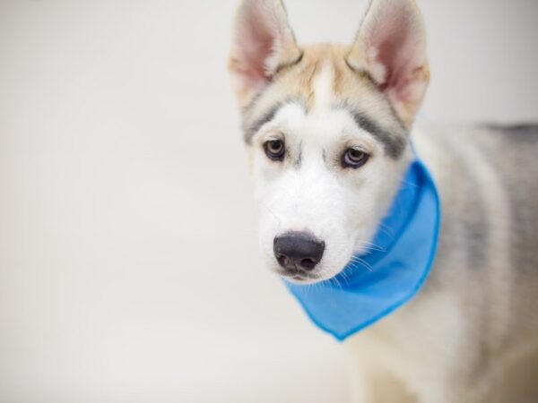 Siberian Husky DOG Male Sable and White 13849 Petland Wichita, Kansas