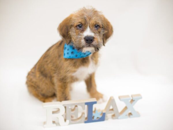 Wheatador DOG Male Wheaten with Brindle 13848 Petland Wichita, Kansas