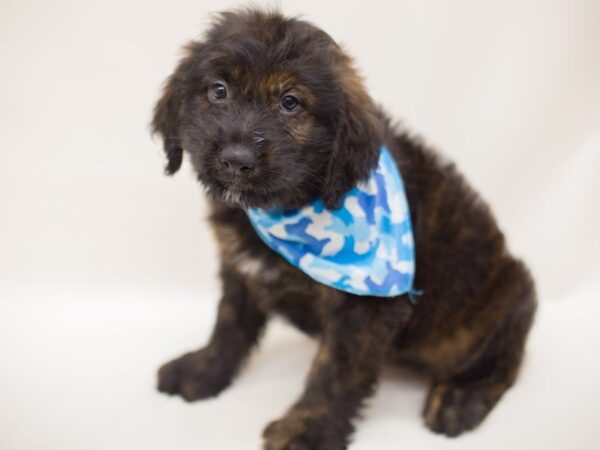 Wheatador-DOG-Male-Brindle-13847-Petland Wichita, Kansas