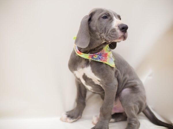 Great Dane DOG Male BLUE W/ WHITE 13846 Petland Wichita, Kansas