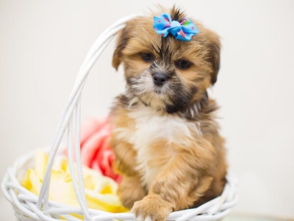 Lhasa Apso-DOG-Female-Gold-13834-Petland Wichita, Kansas