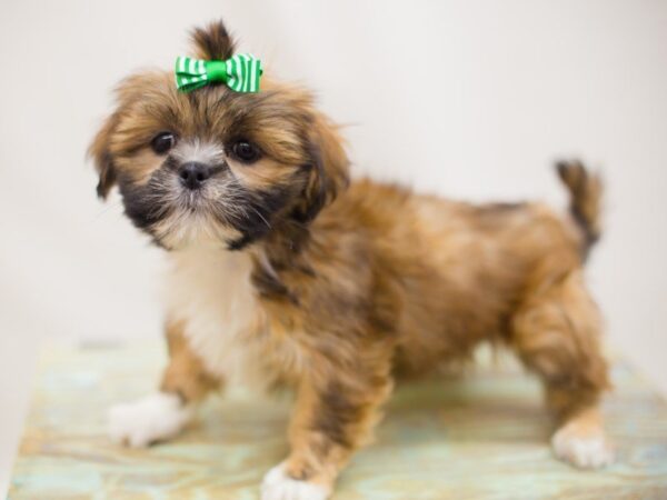 Lhasa Apso DOG Female Gold 13835 Petland Wichita, Kansas