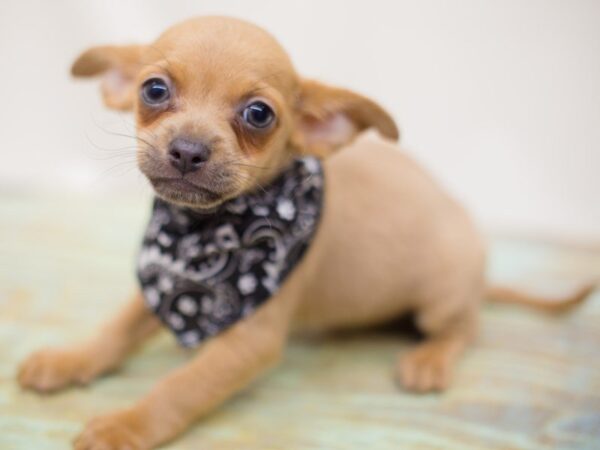 Chihuahua DOG Male Sable 13836 Petland Wichita, Kansas