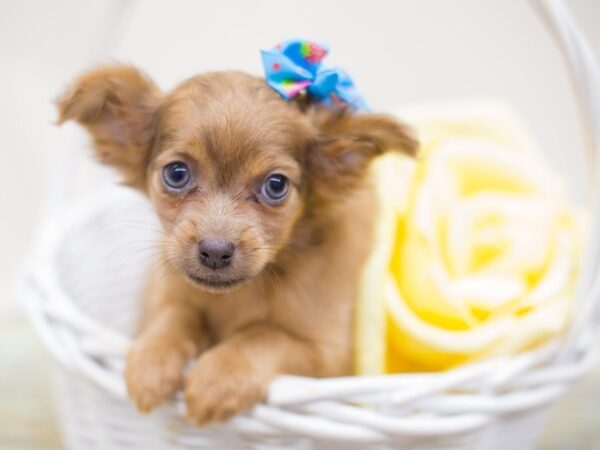 Chihuahua DOG Female Long Hair Dark Sable 13837 Petland Wichita, Kansas