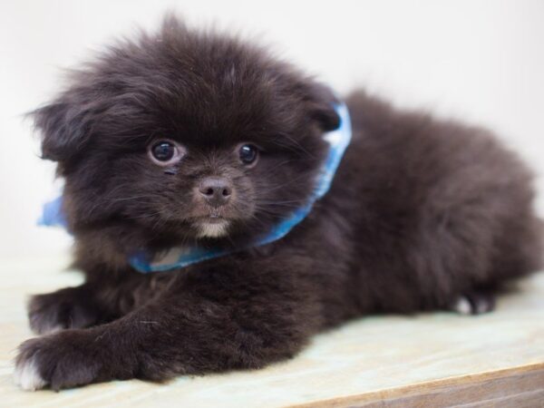 Chineranian-DOG-Male-Black and White-13840-Petland Wichita, Kansas